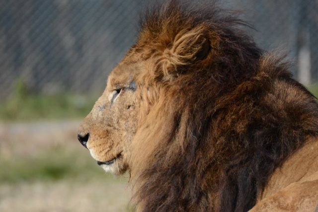 Image:D7100/20140101Lion.jpg