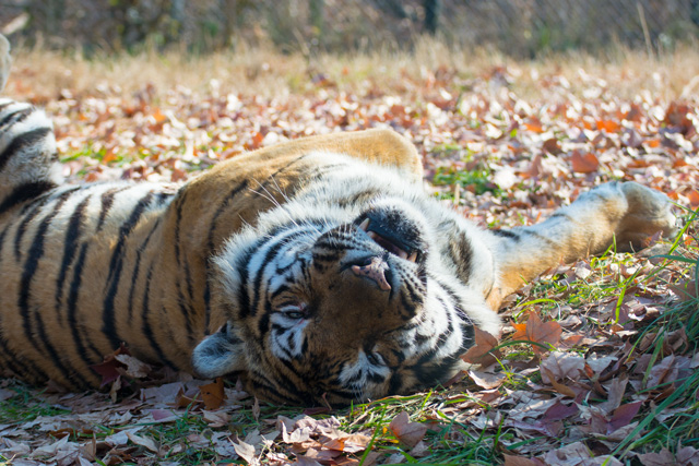 Image:D7100/20140112Tiger.jpg