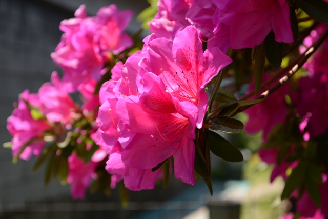 Image:D7100/20140430Azalea.jpg