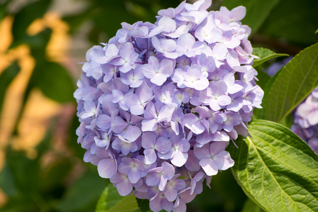 Image:D7100/20140615Hydrangea.jpg