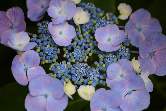 Image:D7100/20140721Hydrangea.jpg