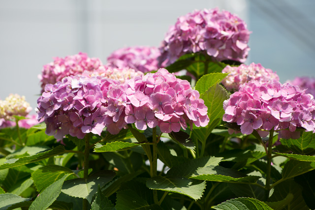 Image:D7100/20140821Hydrangea.jpg