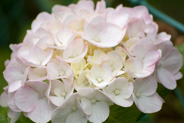 Image:D7100/20150606Hydrangea.jpg