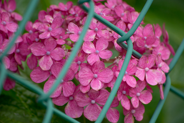 Image:D7100/20150706Hydrangea.jpg