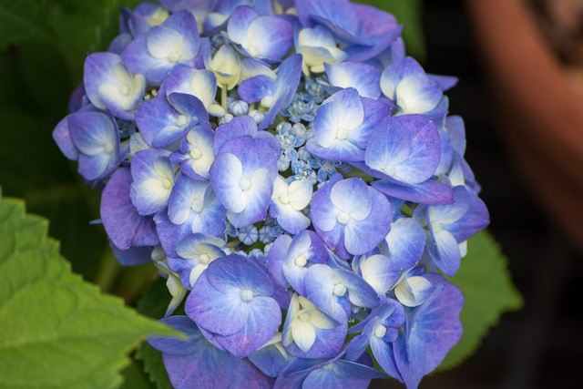 Image:D7100/20150722Hydrangea.jpg