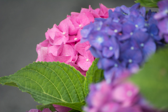 Image:D7100/20150726Hydrangea.jpg