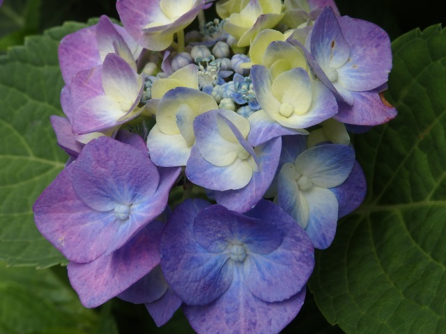 Image:SH-1/20150721Hydrangea.jpg