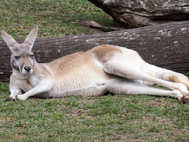 Image:SH-1/20150923AustraliaKangaroo.jpg