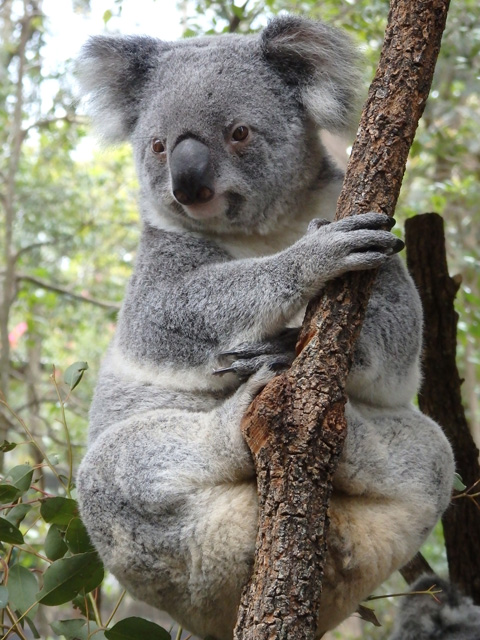 Image:SH-1/20151002AustraliaKoala.jpg