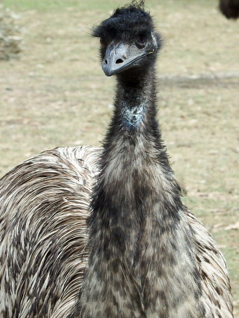 Image:SH-1/20151009AustraliaEmu.jpg