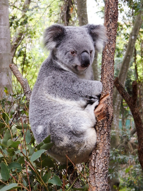 Image:SH-1/20151009AustraliaKoala.jpg