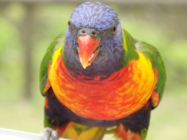 Image:SH-1/20151018RainbowLorikeet.jpg